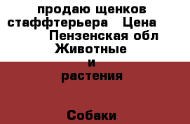 продаю щенков стаффтерьера › Цена ­ 7 000 - Пензенская обл. Животные и растения » Собаки   